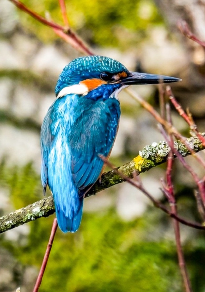 Tierfoto kurs Eisvogel im Baum